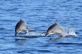 Lucky Dolphin Sunset Cruise