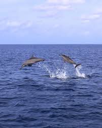 Sunset & Dolphin Cruise